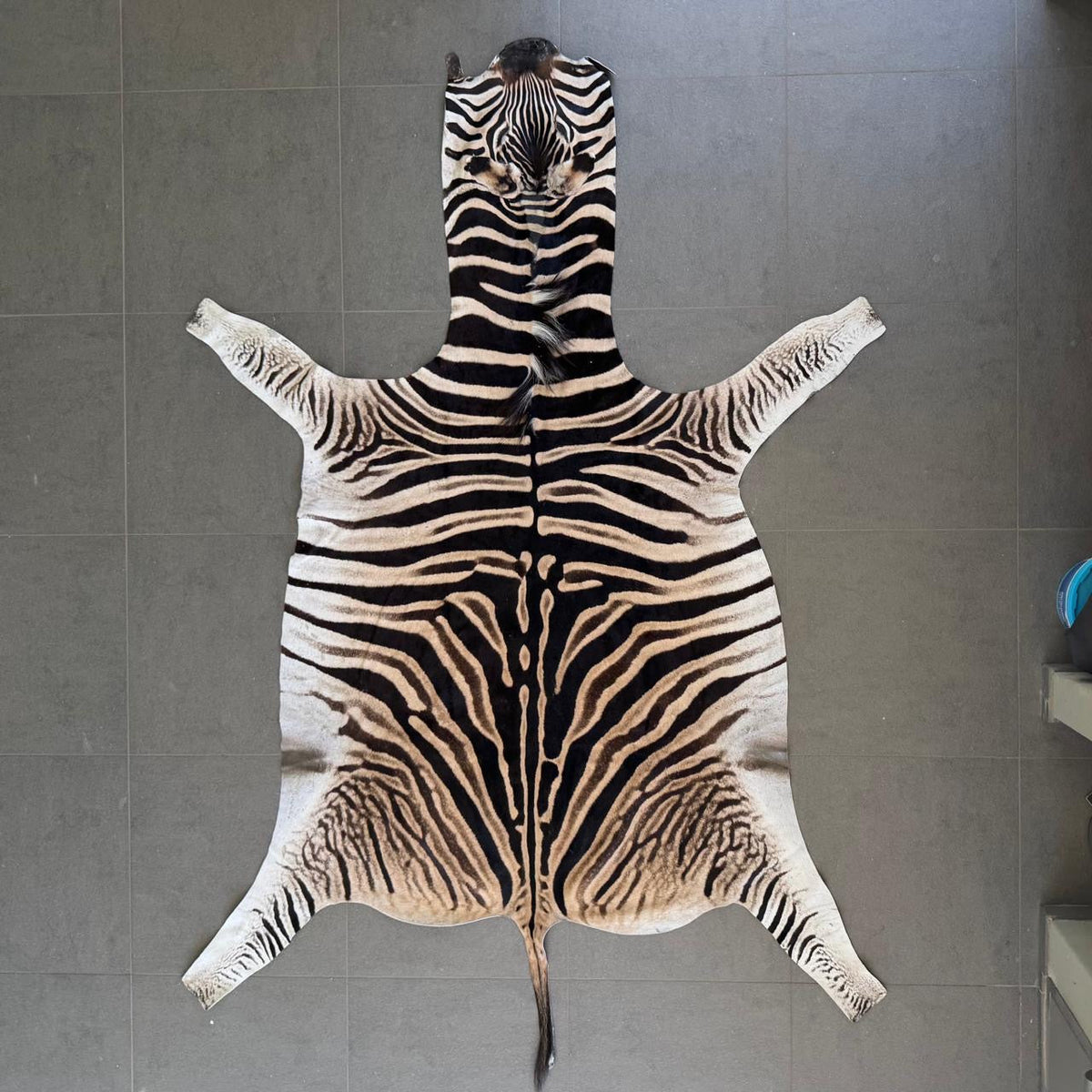 Zebra 29922/ZB1