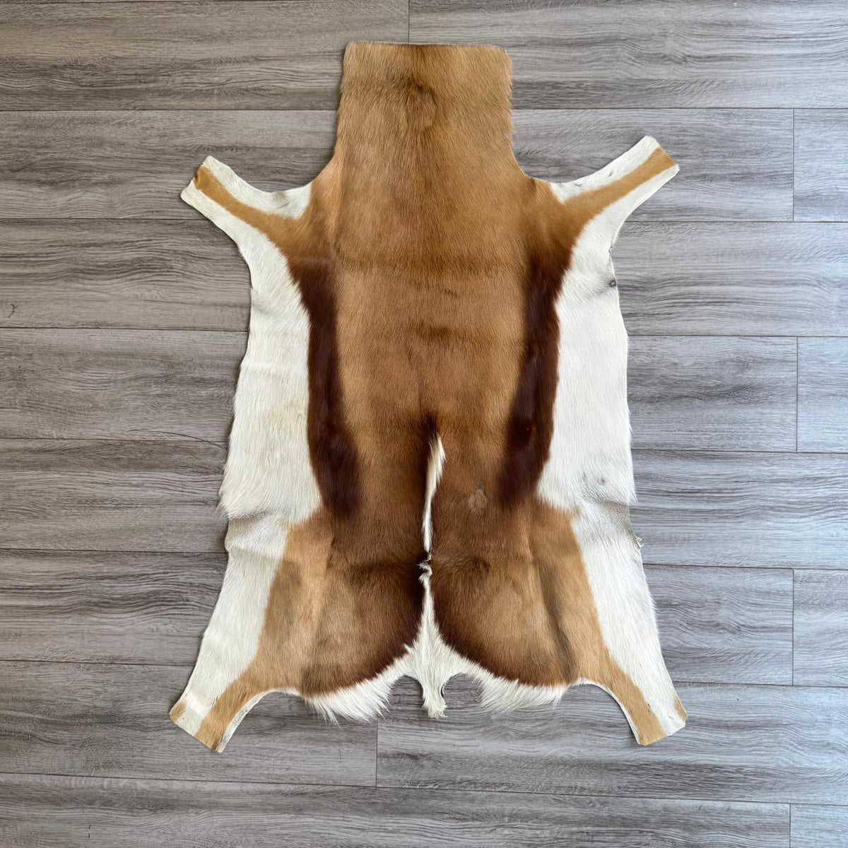 SPRINGBOK 29922