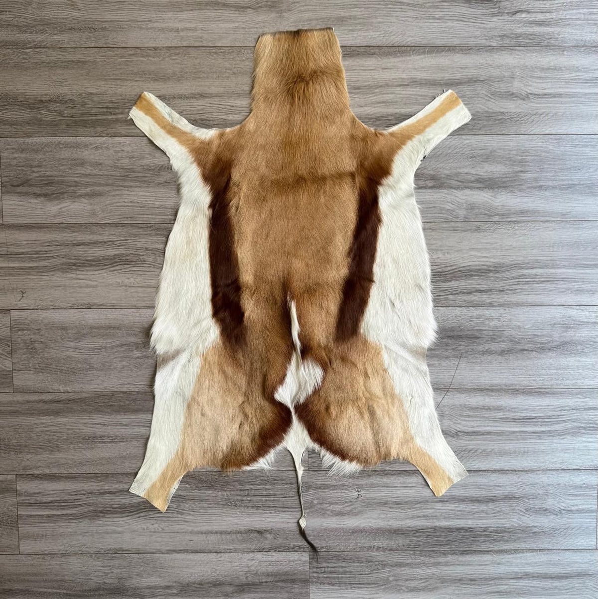SPRINGBOK 29922